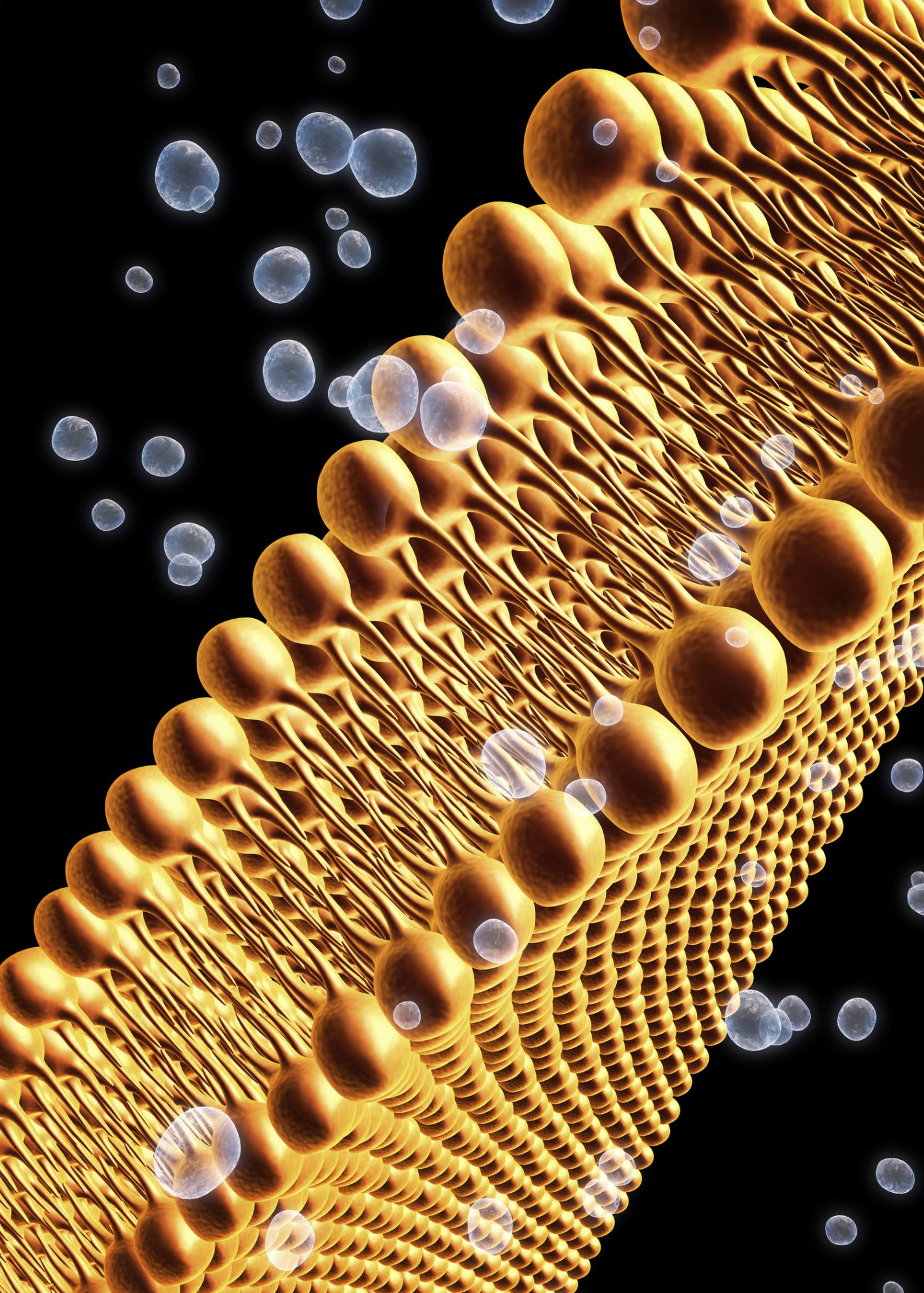Advanced Lipid Assessment